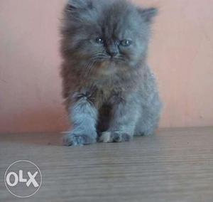 Very good Persian kitten for sale cash on