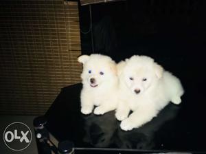 White 1st quality Pomerania puppy for sale