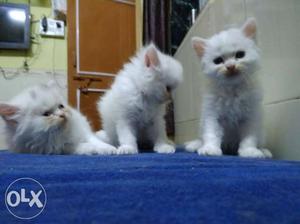 White And Gray Tabby Kittens