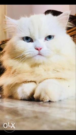 White one and half year old male cat for sale