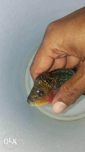 AAA important Magma Flowerhorn urgent for sale