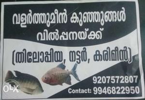 Fish seeds for sale
