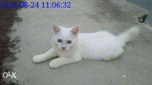 4 month persian male cat. urgent sale.