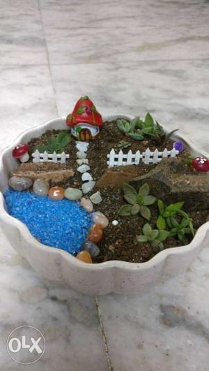 Succulent miniature garden