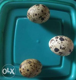 12 nos Kadai egg at 40Rs for sale