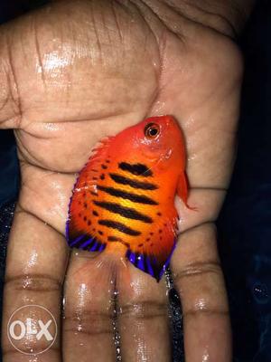 Fish Bangalore home delivery only. marine fish