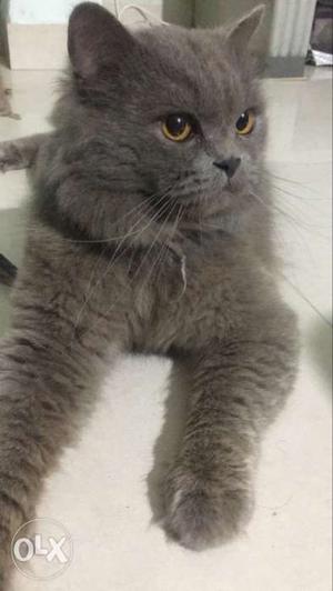 Grey persian cat male.Doll face.