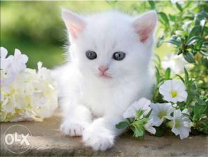 I want to buy, white persian kitten cat
