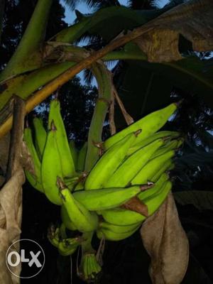 Organic Banana ജൈവ പഴങ്ങൾ