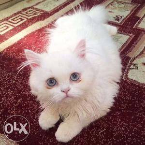 Original Persian kitten high quality male &