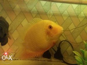 Sell my Big Severum fish (single). it is very active and
