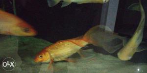 1 Ft + Golden Carp Pair Awesome Fish Awesome
