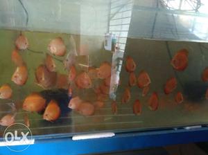 2-3 inches, Mandarin Discus (50 pieces) for sale.