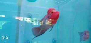 Aaa Grade Flowerhorn Fishes Available..pls