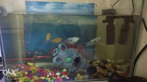 Aquarium tank 30L approx. with filter, fish and