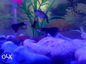 Black mosco guppies for sale..