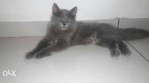 It is very cute and livable. it is gray persian