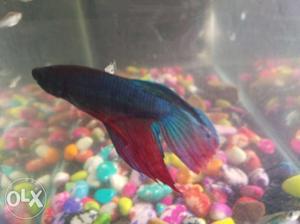 Multi colour beeta fish