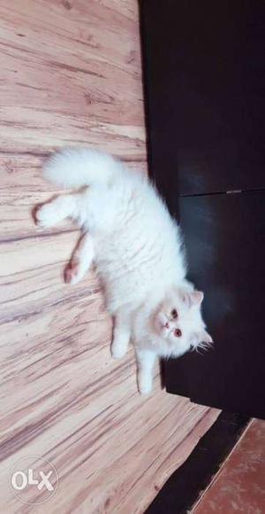 My pure persian breed white cat with double