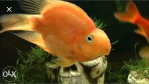 Orange And White Fish With Fish