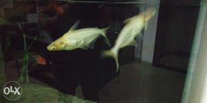 Pair Of White Shark For Sale 1 Ft + Size. 12