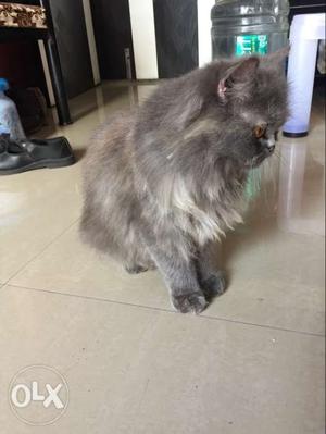 Persian cat female doll face 2 years..given one
