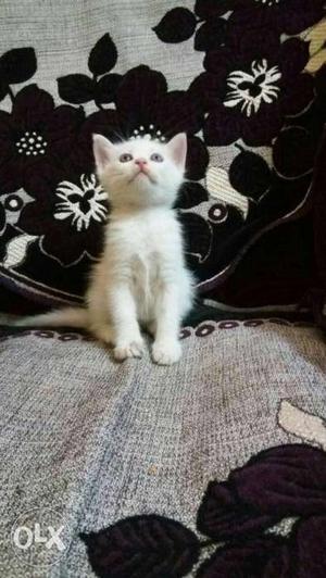 Persian cat full white above 2months gender female