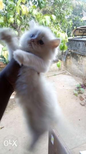 Persian kittens for sale... location Trivandrum