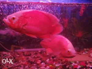 Red And Yellow Fish In Fish Tank