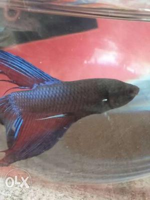 Red and blue fighter,betafish