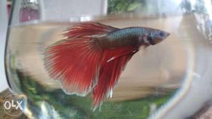 Red beta(fighter). Male