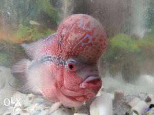 Super red dragon flowerhorn