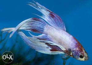 Veil tail male for sale