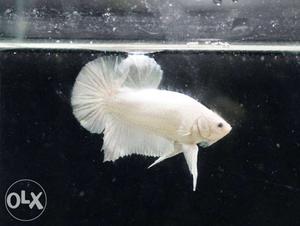 White half moon pairs for sale