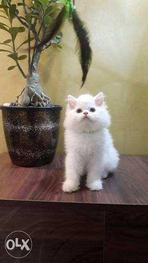White persian Kittens