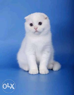 0 white doll face persian kitten for sale