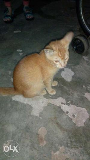 1 month old cat available very active n healthy