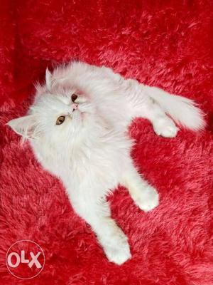 100% best quality persian kitten for sale