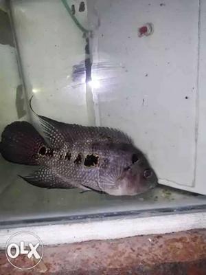 2 Flowerhorn 4 inches gender not conform.. Sell
