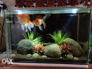 2 Gold fish with Aquarium and While Filter and