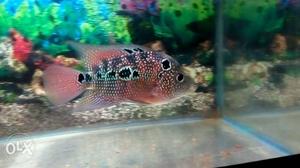 3" Healthy & Active Flowerhorn Fish for sale