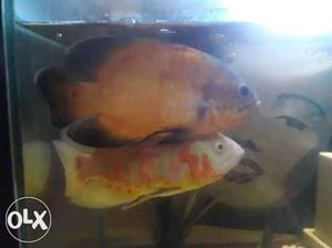 3 oscar fish gaint size urgent sale