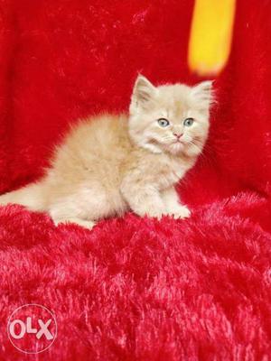 A1 quality Persian kitten for sale cash on