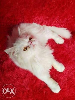 All color persian kitten