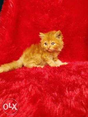 All colour Persian cat and kitten for sale cash