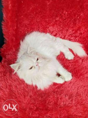 All colour Persian kitten for sale Ludhiana