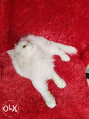 All colour Persian kitten for sale cash on