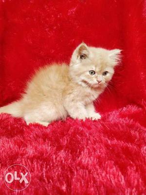 All colour blue and Golden Eyes Persian cat