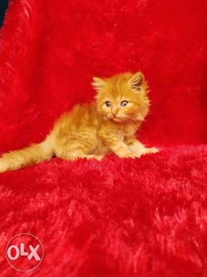 All type Persian kitten for available