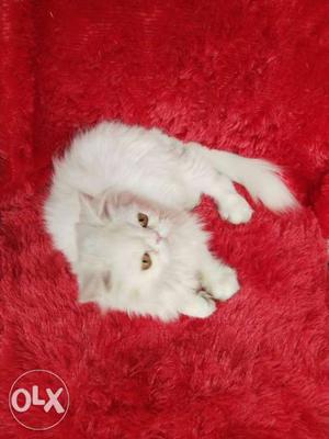 All type Persian kitten for sale all is all